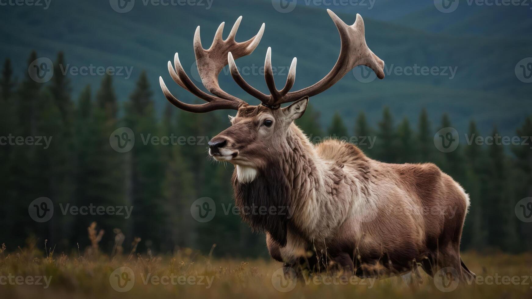 A majestic moose with large antlers stands in a serene natural landscape. photo