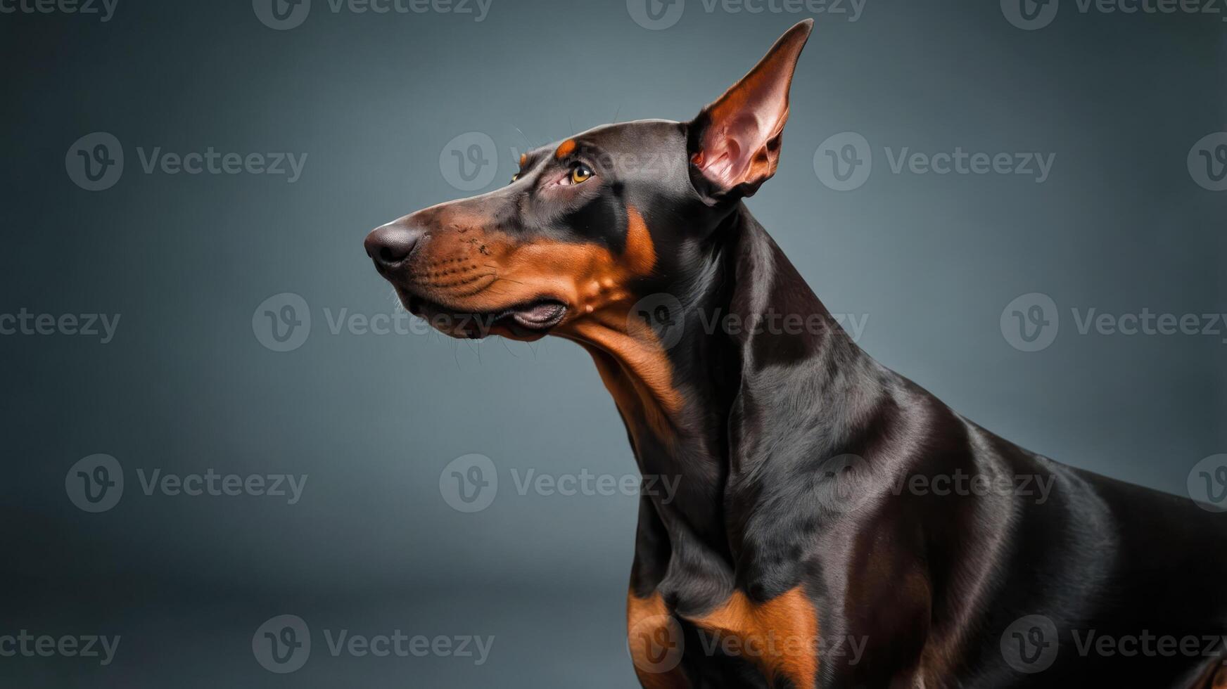 A close-up profile of a Doberman with a sleek coat against a dark background. photo