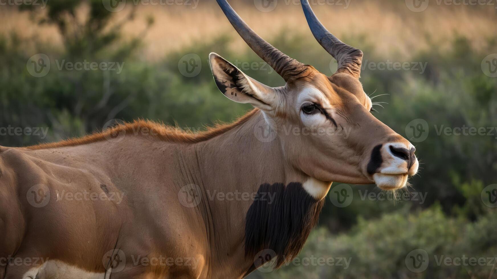A close-up of an antelope with prominent horns in a natural setting. photo