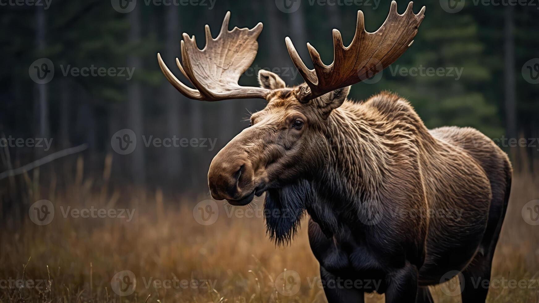 A majestic moose standing in a forested area with tall grass. photo