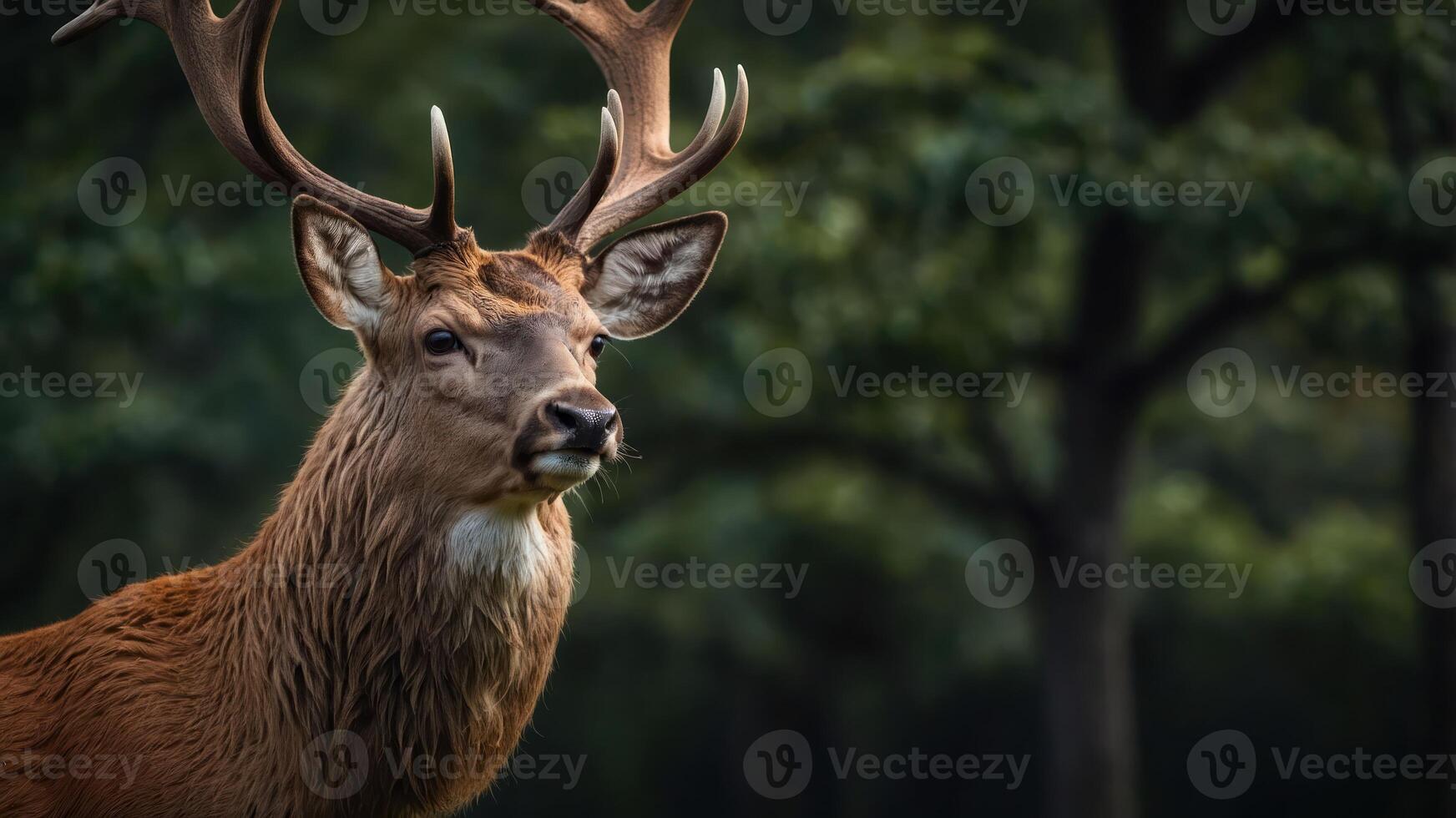 A close-up of a majestic stag with antlers in a natural setting. photo