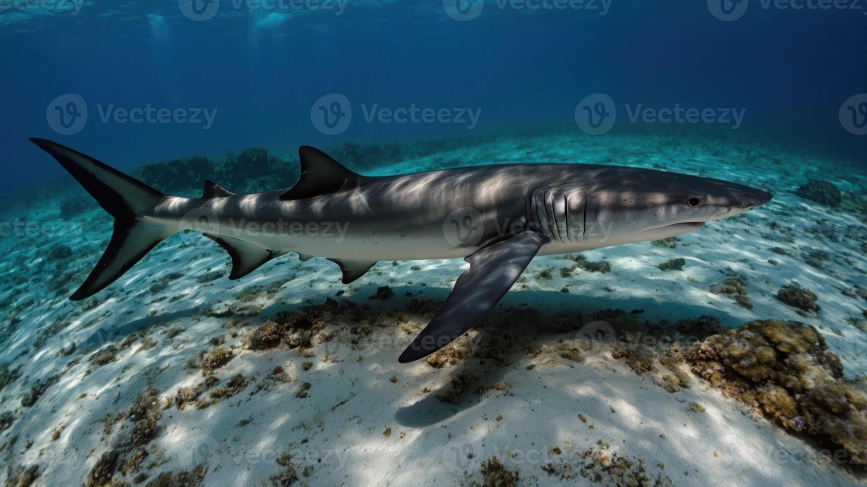 A shark swimming gracefully over a sandy ocean floor. photo