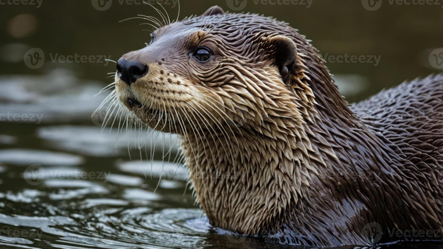 A close-up of an otter swimming in water, showcasing its wet fur and playful expression. photo