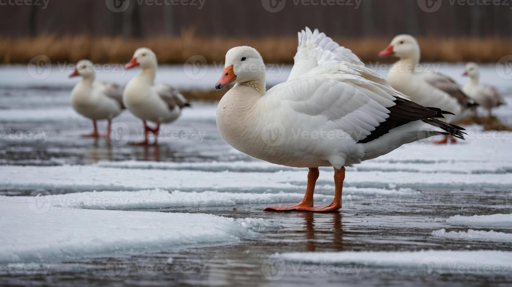 A group of white geese standing on a partially frozen lake. photo
