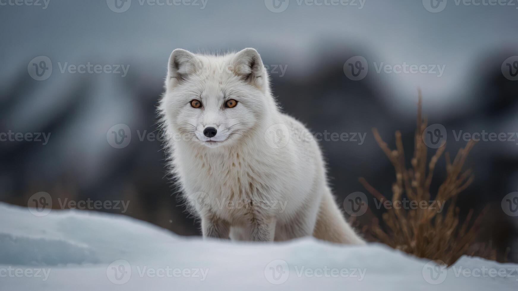 A solitary arctic fox stands on snow, showcasing its white fur against a cold landscape. photo