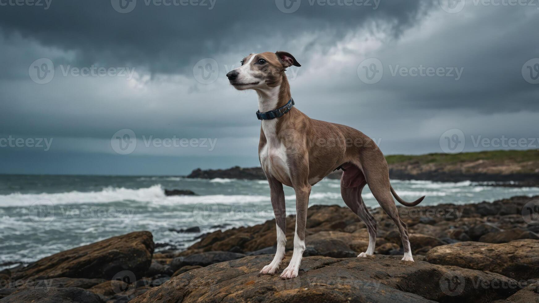 A dog stands on rocky shore, gazing at the ocean under a moody sky. photo