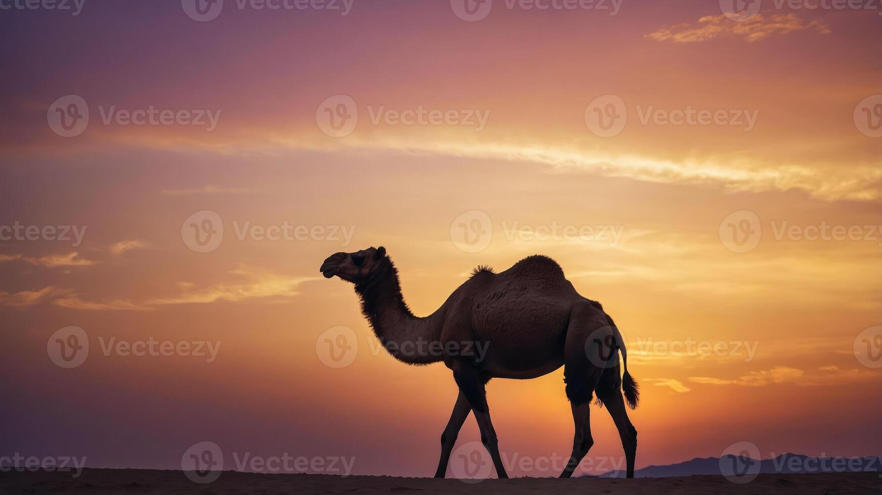 A silhouette of a camel walking against a vibrant sunset backdrop. photo