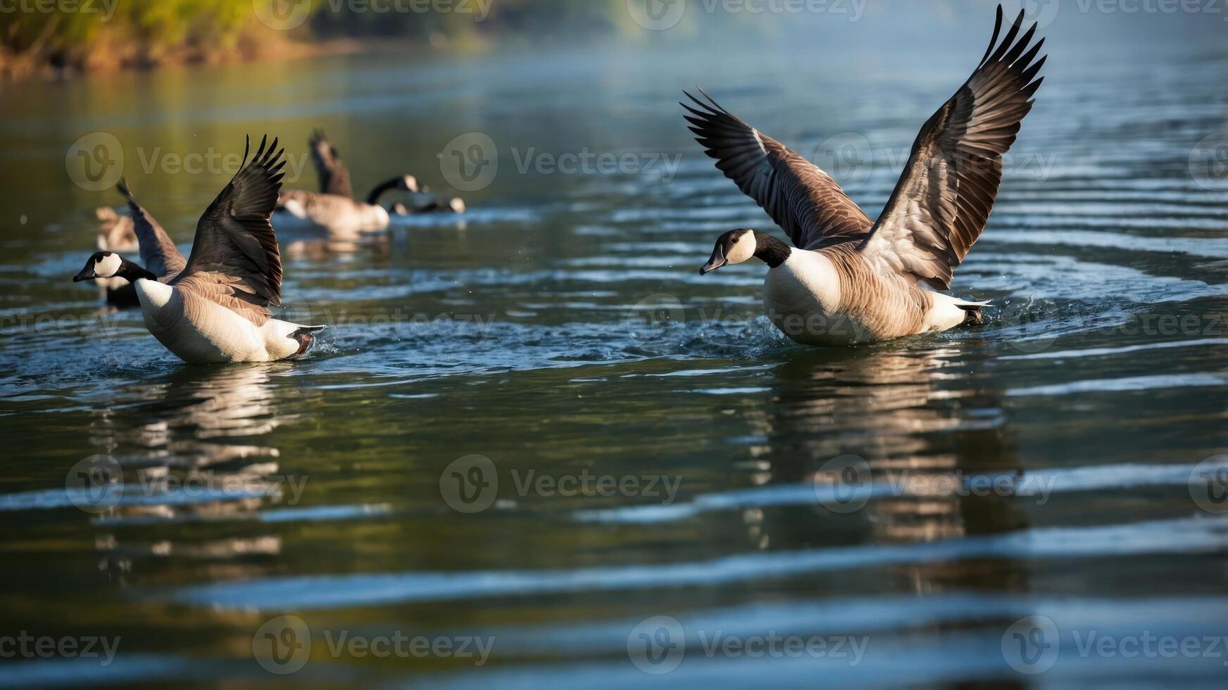 A serene scene of geese swimming in calm waters, capturing nature's beauty. photo