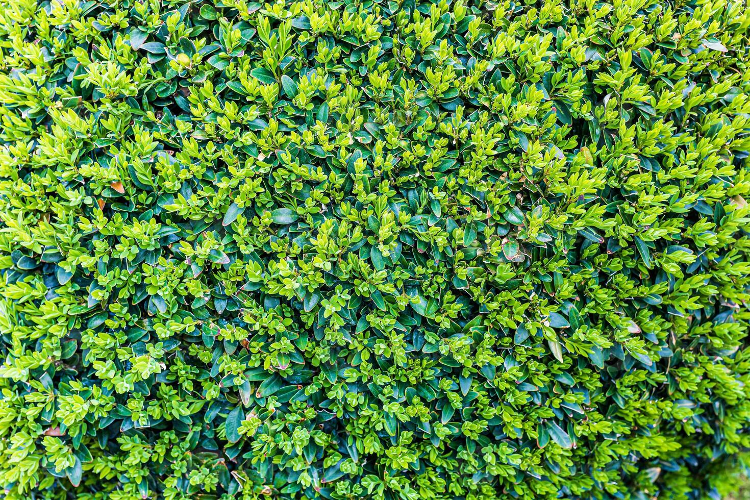 Theme for landscape design photo