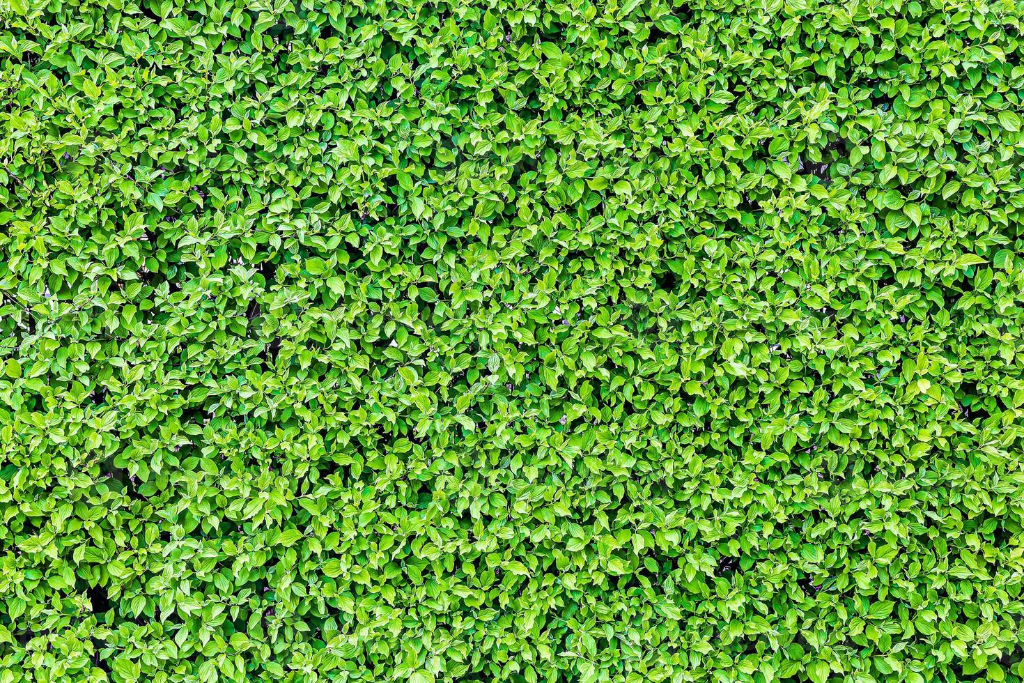Theme for landscape design photo
