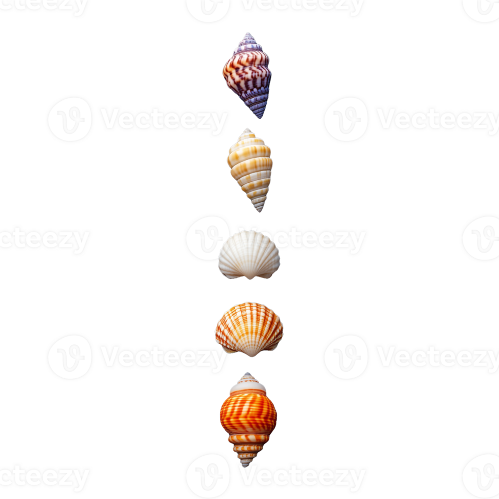 Vertical arrangement of various seashells in descending size on transparent background png