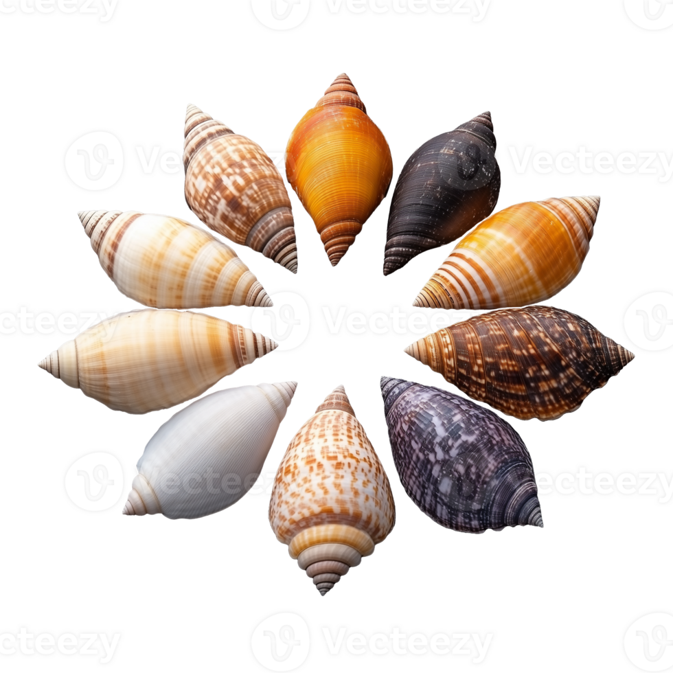 Spiral arrangement of various seashells on transparent background png