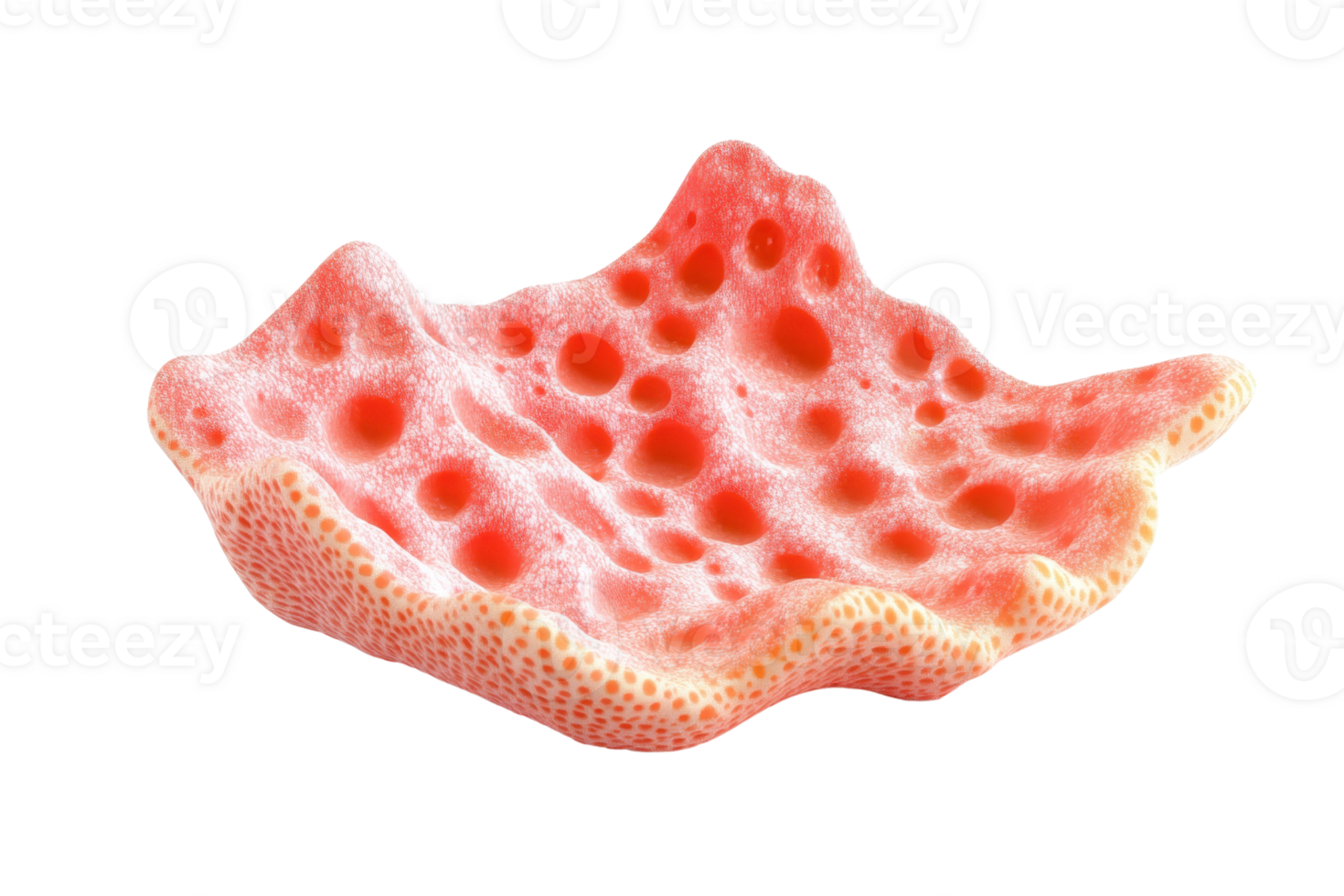 Close-up of a vibrant red coral piece with intricate textures, isolated on a transparent background. showcasing its unique natural beauty. png