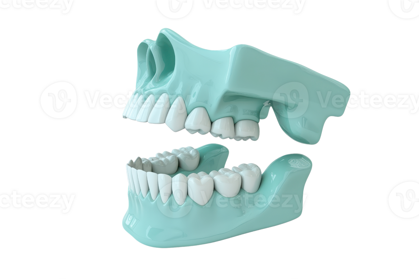 3D model of human teeth highlighting dental anatomy, perfect for dental education and professional presentations. png