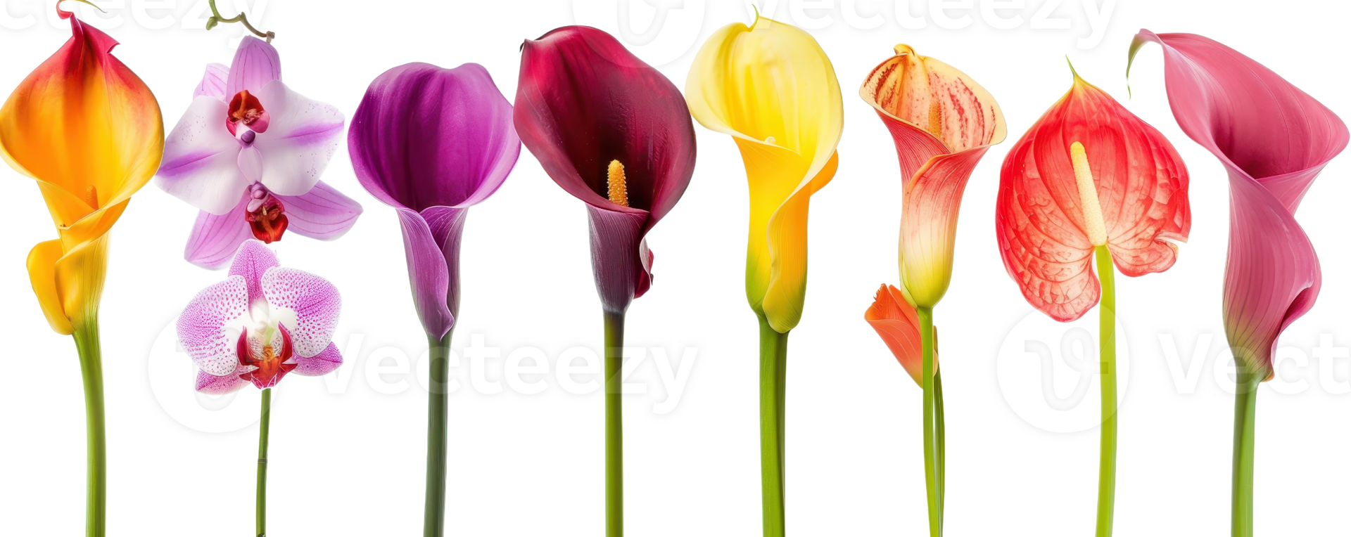 A vibrant collection of exotic flowers with a variety of colors and shapes, perfect for floral decoration or botanical projects. png