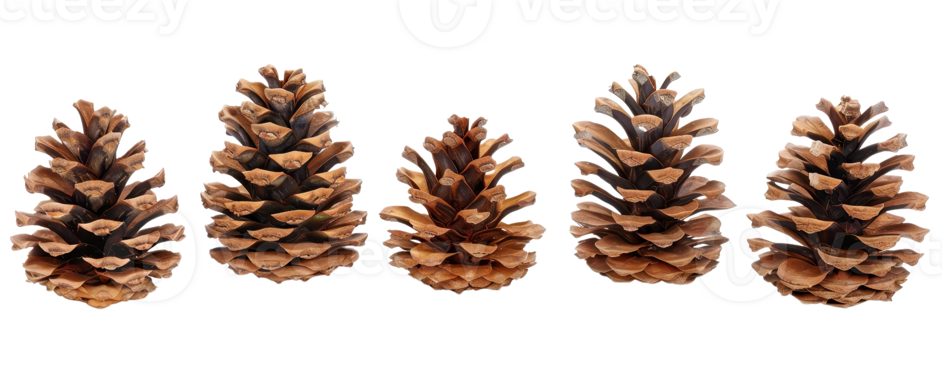 Five natural pine cones arranged in a row, isolated on a transparent background. Perfect for holiday decorations, autumn themes, or nature projects. png