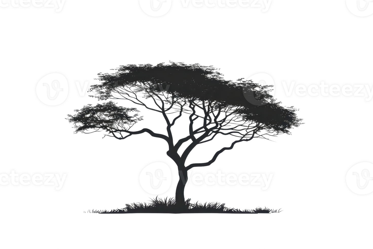 Silhouette of an acacia tree isolated on a transparent background. perfect for nature and botanical themed design projects and illustrations. png