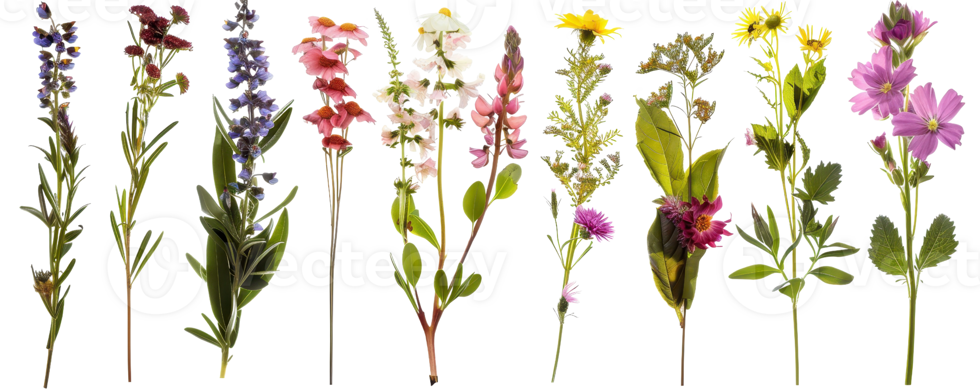 A vibrant collection of various colorful flowers in bloom, showcasing nature's beauty with diverse petal shapes and hues. png