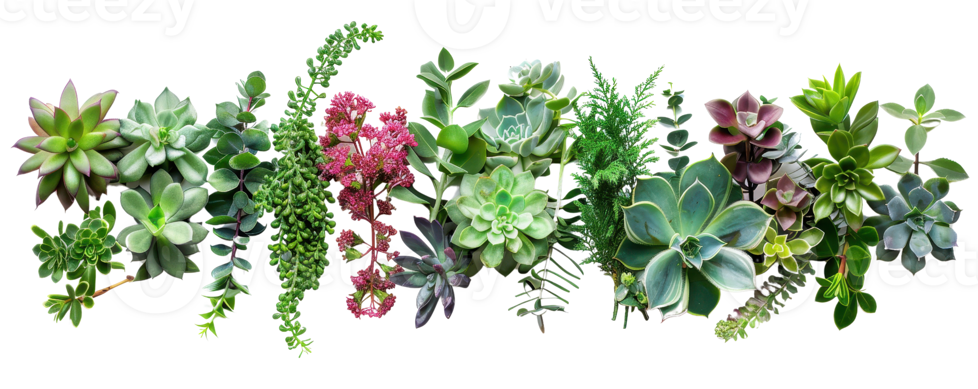 A vibrant assortment of various succulents and cacti, displaying a range of shapes, colors, and textures, ideal for gardening and decor inspiration. png