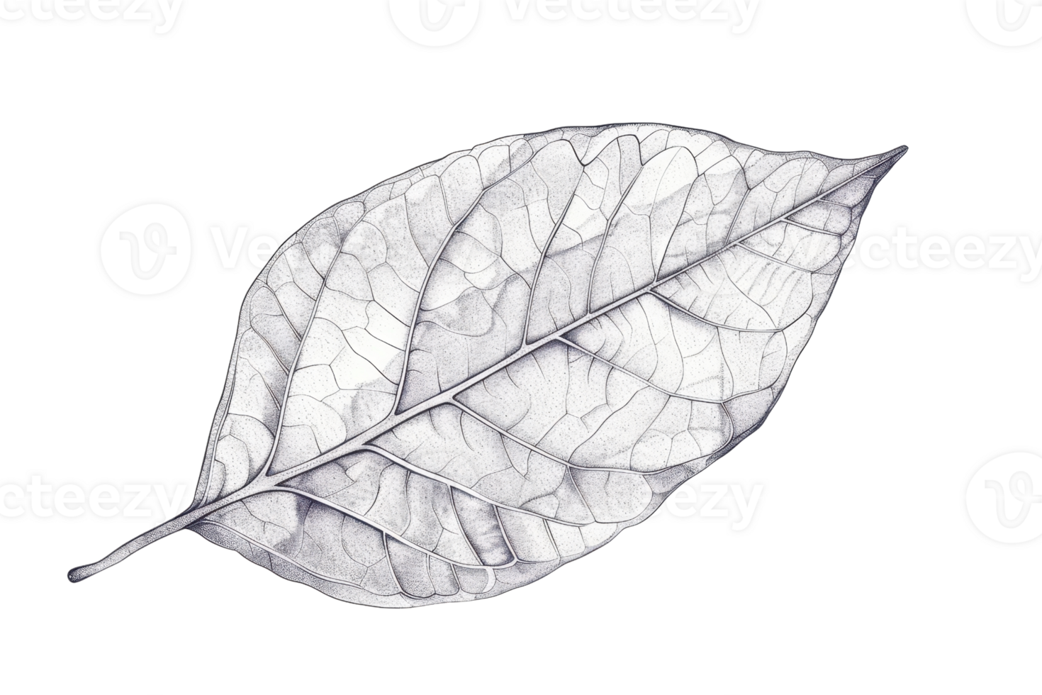 Detailed sketch of a single leaf with intricate vein patterns, showcasing nature's beauty and delicate design in black and white. png