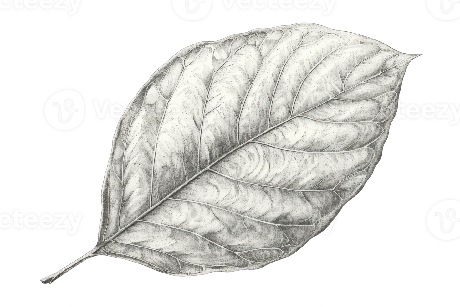 Detailed pencil sketch of a leaf, showcasing intricate veining pattern. Perfect for nature, botanical, and illustration themes. png