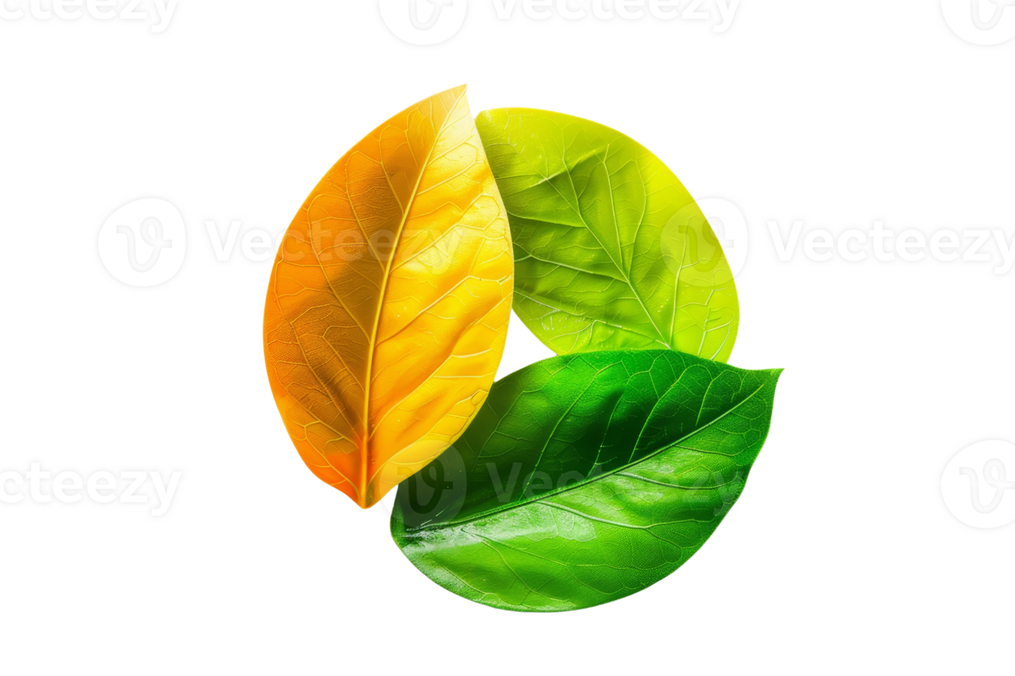 Three vibrant leaves in different colors arranged in a circular pattern representing nature, growth, and eco-friendly concepts. png
