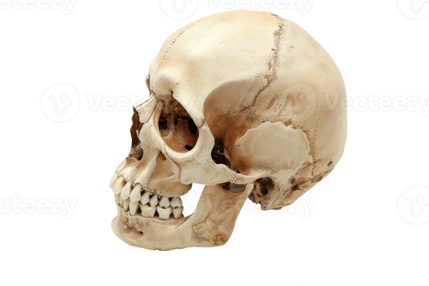 Human skull side view isolated on transparent background. showcasing bone structure and details. Great for educational, medical, or anatomical purposes. png