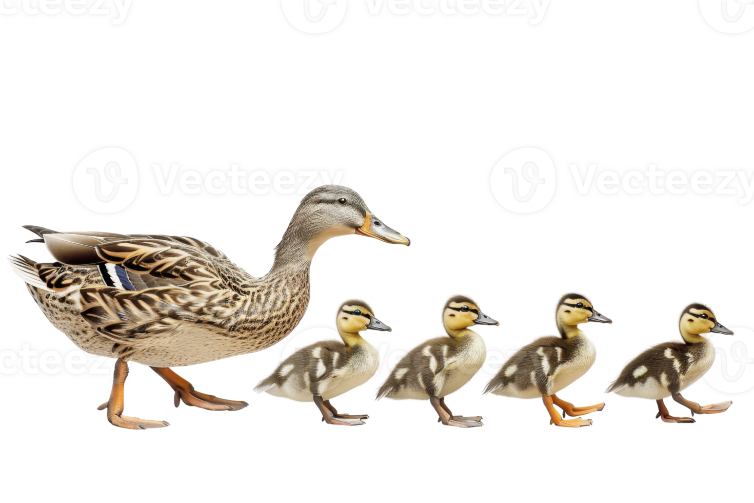 Mother duck leading five ducklings in a row, isolated on transparent background. depicting family and nature. png