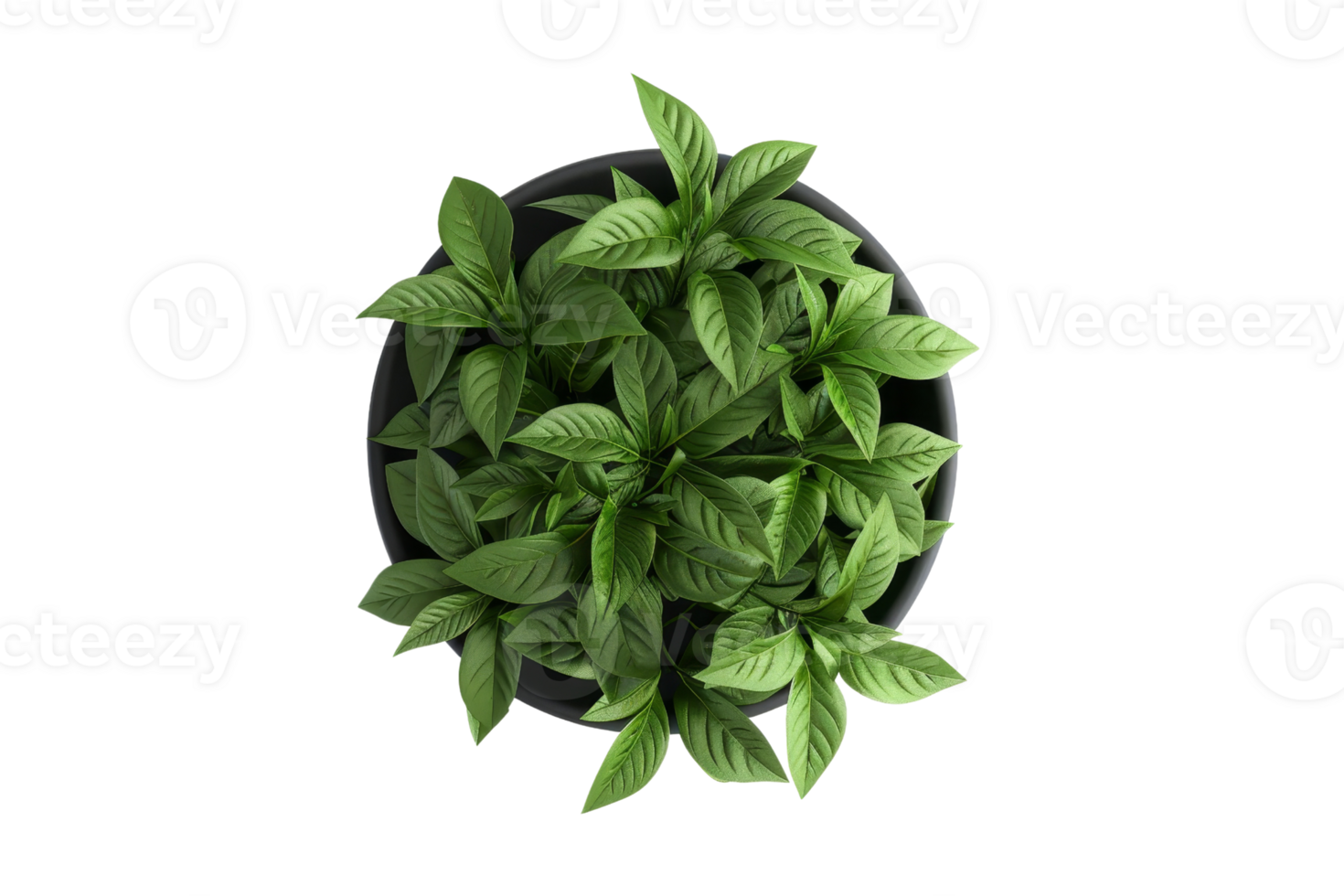 Top view of a lush green plant in a black pot isolated on a transparent background. showcasing detailed leaf patterns. png