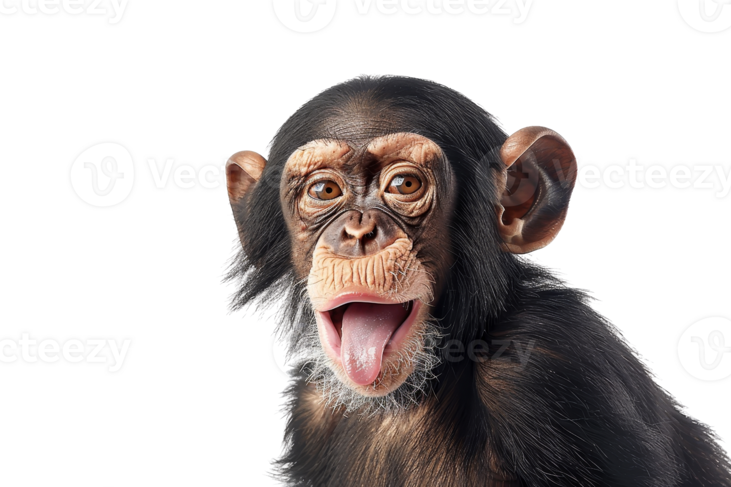 Young chimpanzee with open mouth against transparent background. The chimp looks excited and playful, showing its expressive face. png