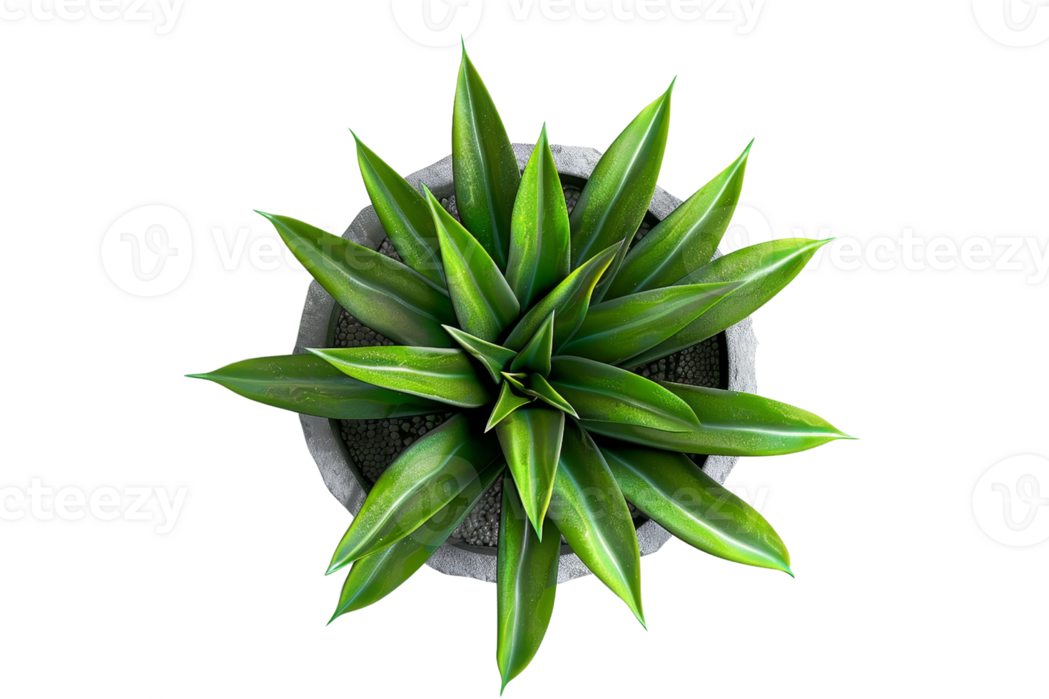 Top view of a vibrant green succulent plant in a round grey pot, isolated against a transparent background. png