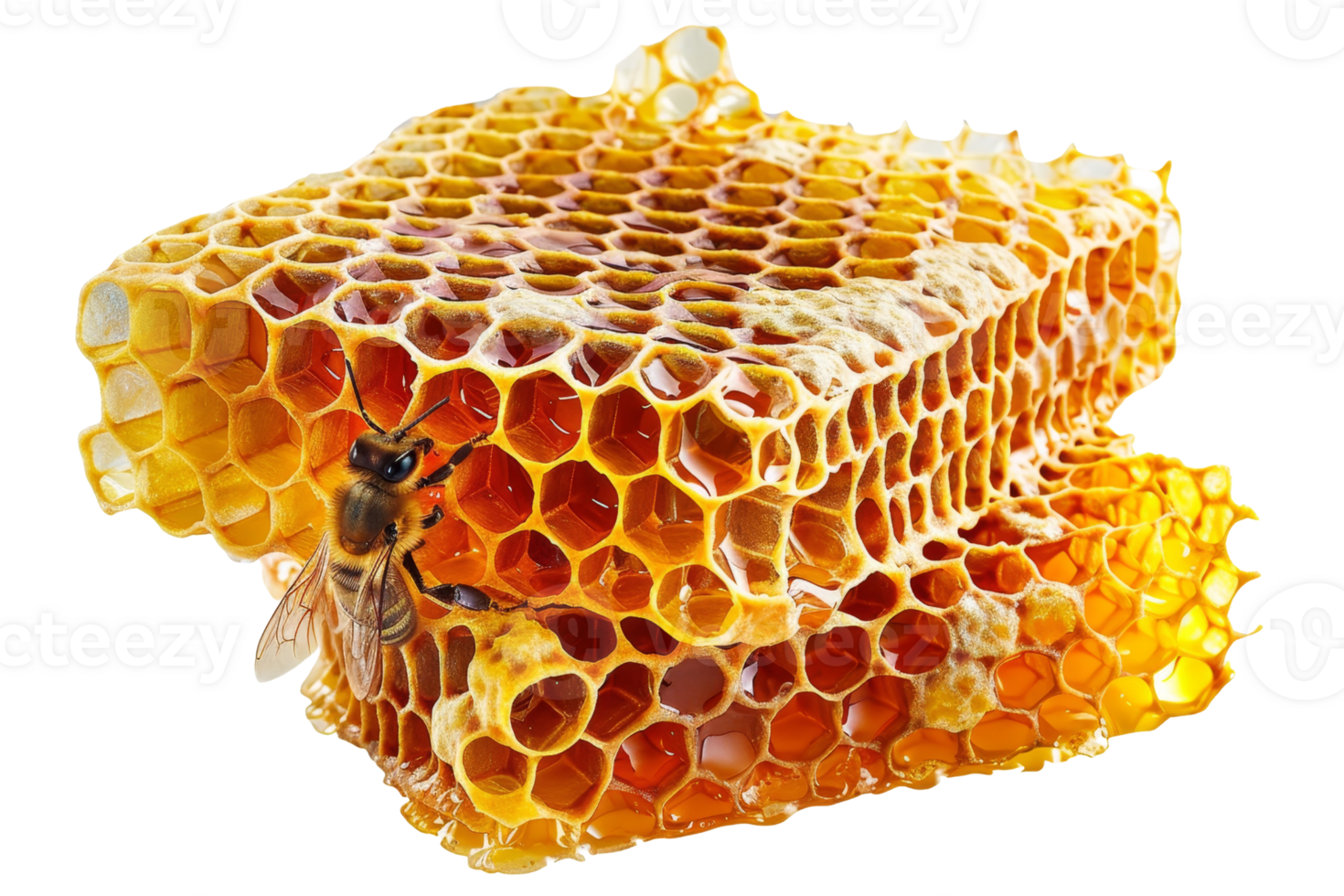 Close-up of natural honeycomb with honey bee. Perfect texture and detail for food, nature, and beekeeping concepts. png