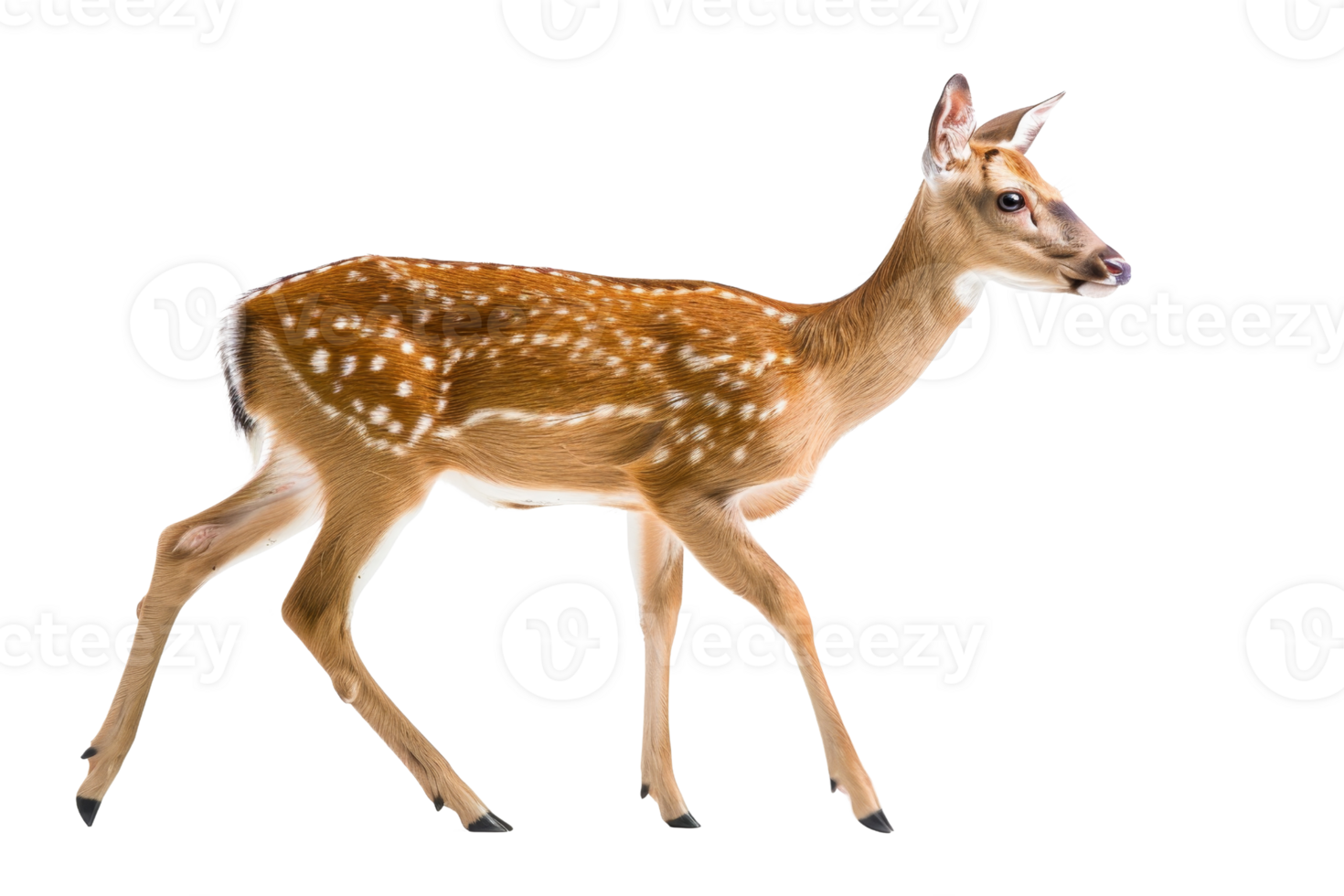 Side view of a young deer with spots on its back walking gracefully on a transparent background. png