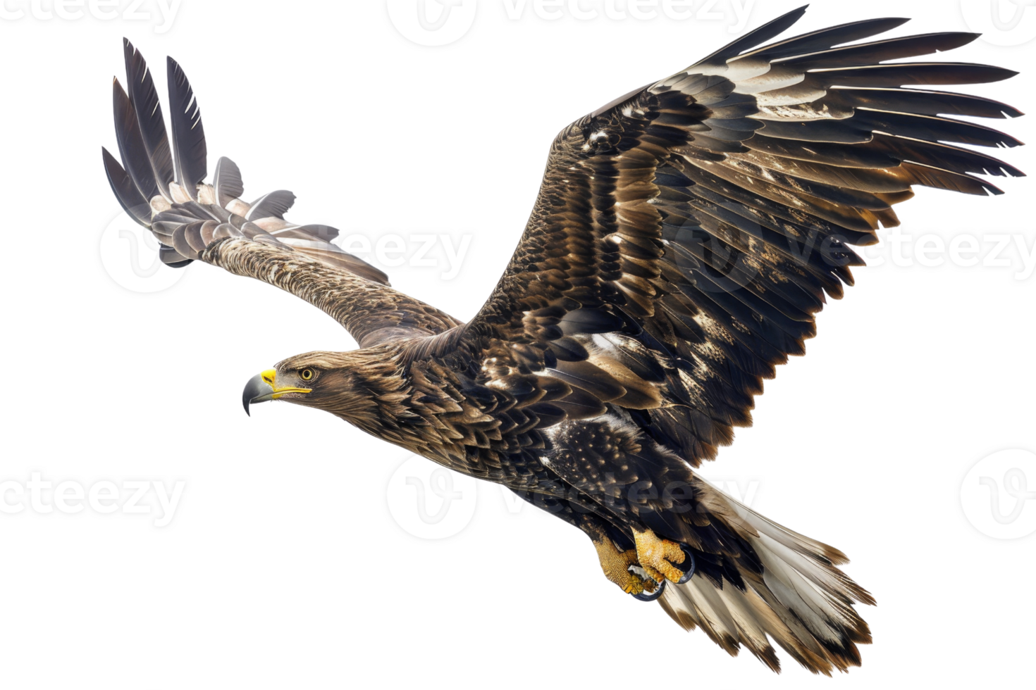 Stunning close-up of a majestic eagle in flight, showcasing its powerful wings and sharp talons against a clear sky png