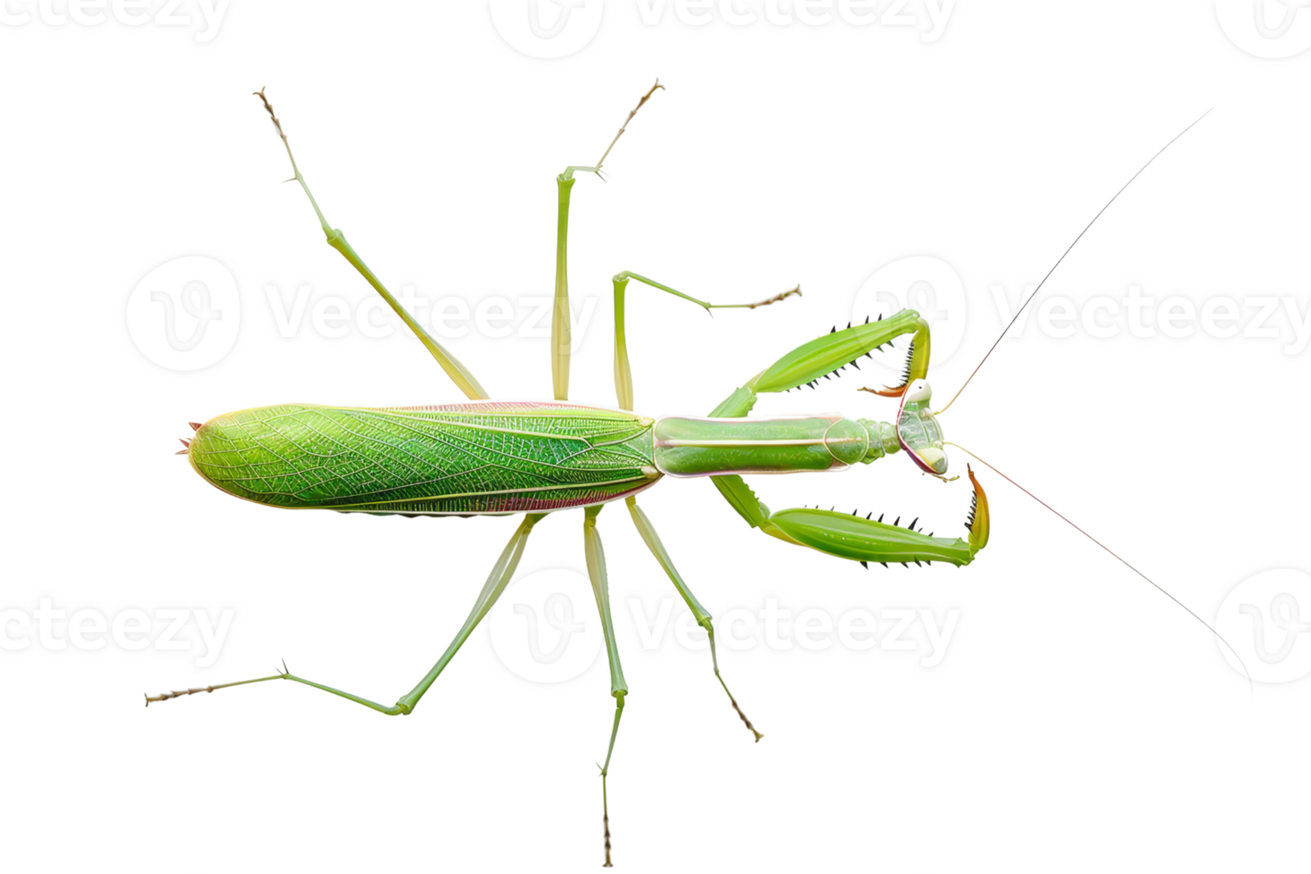 Close-up of a green praying mantis isolated on a transparent background. The insect displays detailed features and vibrant color. png