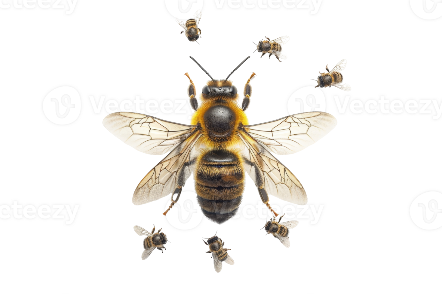 Close-up of a bee and smaller bees flying around against a transparent background. showcasing details in wings and colors of the bees' bodies. png