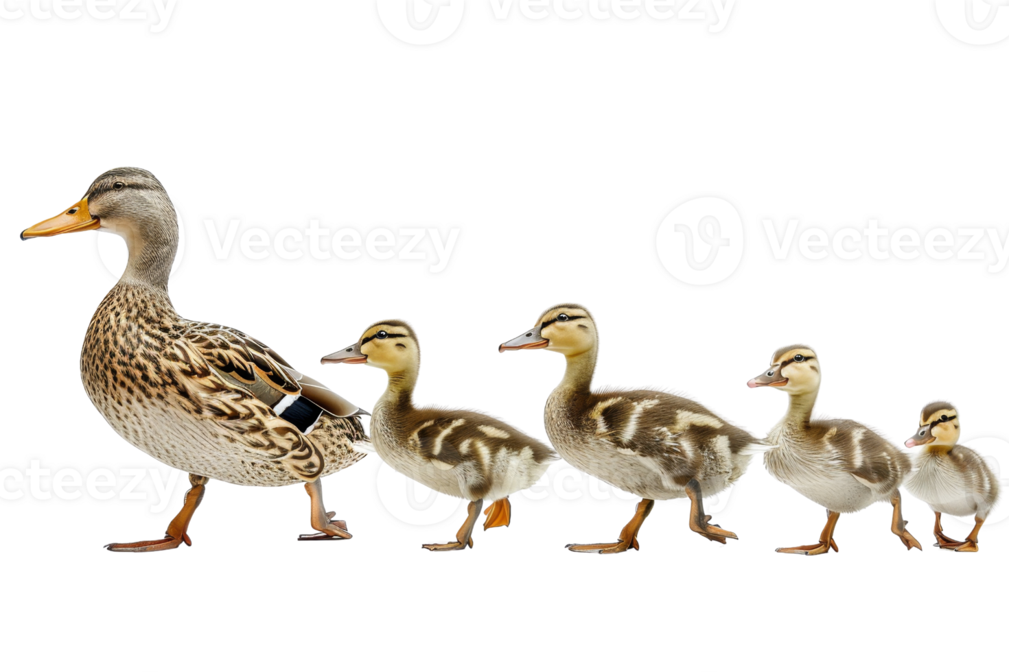 A mother duck leading her ducklings in a row, showcasing family and togetherness in nature. png