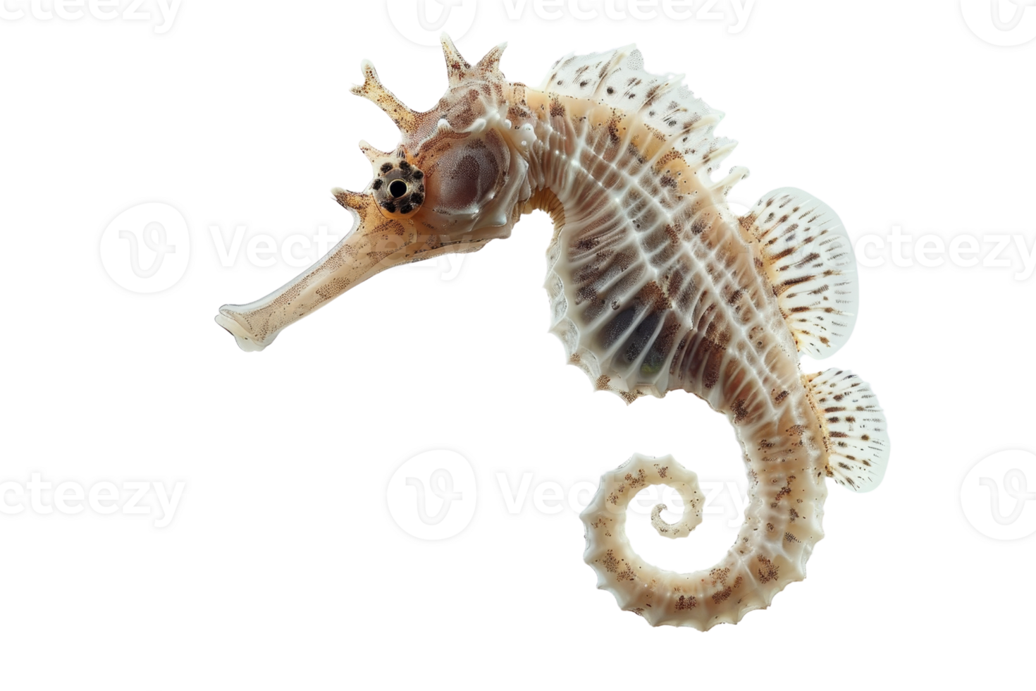 Close-up of a textured seahorse on a transparent background. showcasing its intricate details and unique shape. png