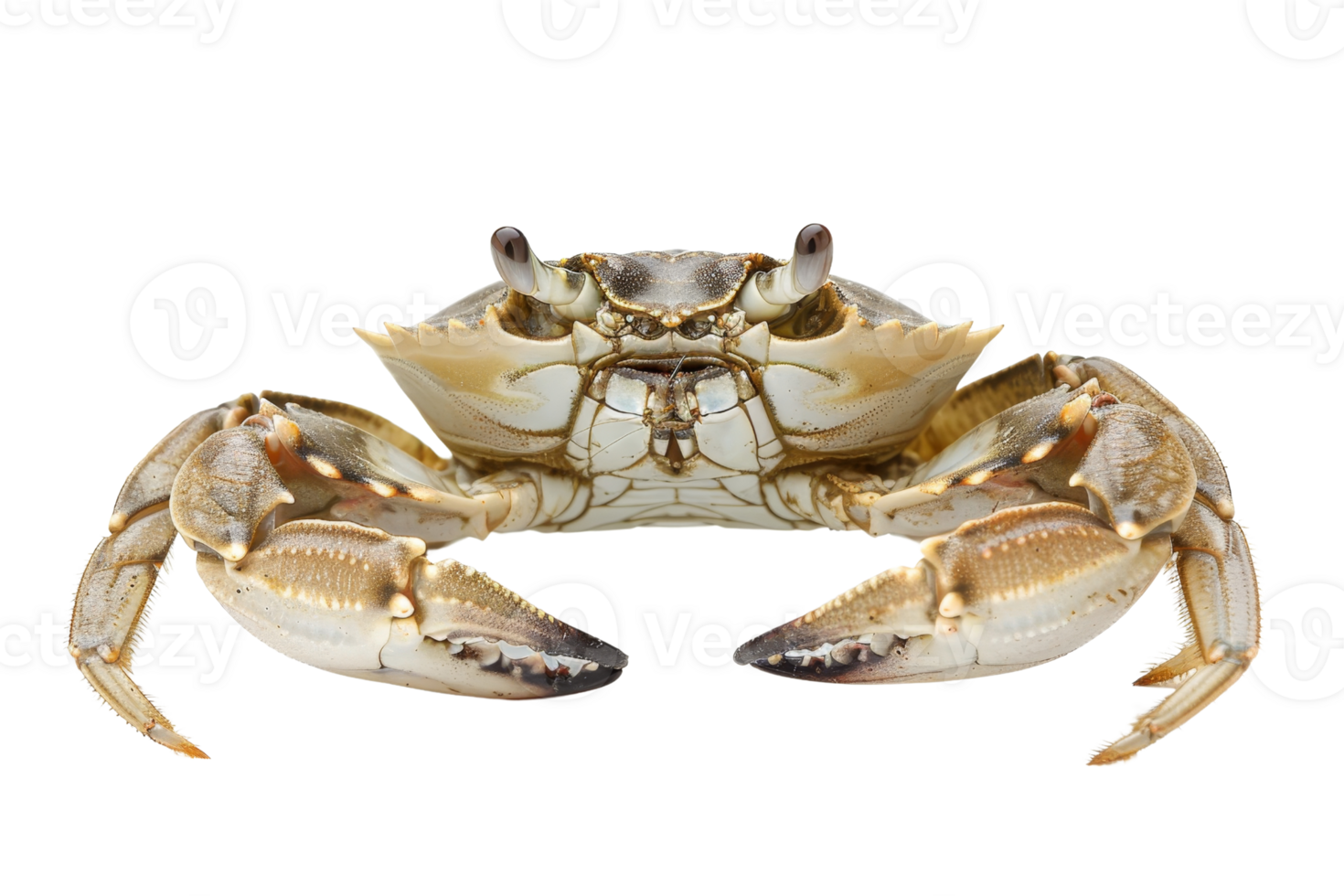Close-up image of a crab with detailed claws and shell, isolated on a transparent background. ideal for culinary or marine life themes. png