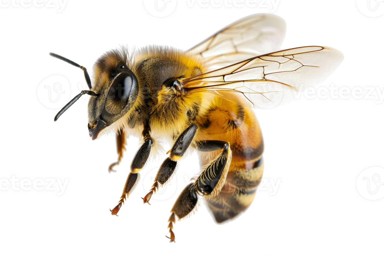 Close-up image of a honeybee captured in high detail, highlighting its wings, body, and antennae on a transparent background. png