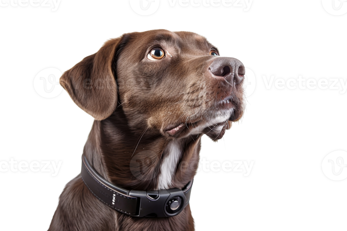 Close-up of a brown dog wearing a collar, looking attentively upwards against a transparent background. png