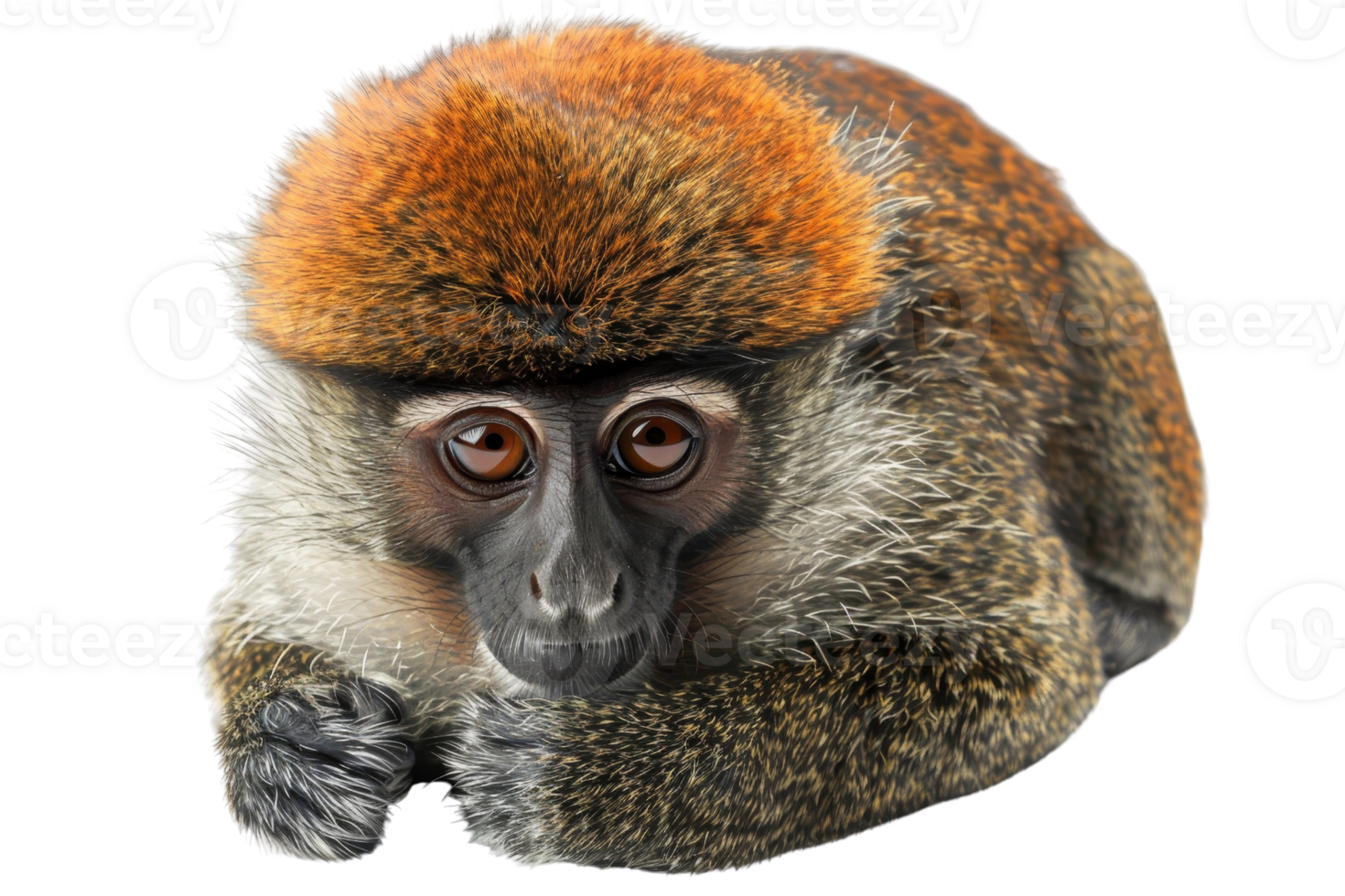 Close-up of a colorful monkey with a striking red fur cap and deep eyes, isolated on a transparent background. Perfect for wildlife and nature themes. png