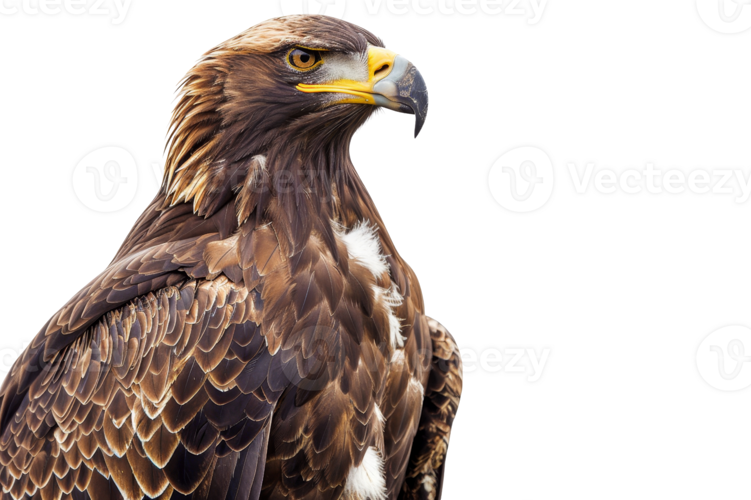 Close-up of a majestic eagle against a transparent background. showcasing its detailed feathers and sharp beak in high resolution. png