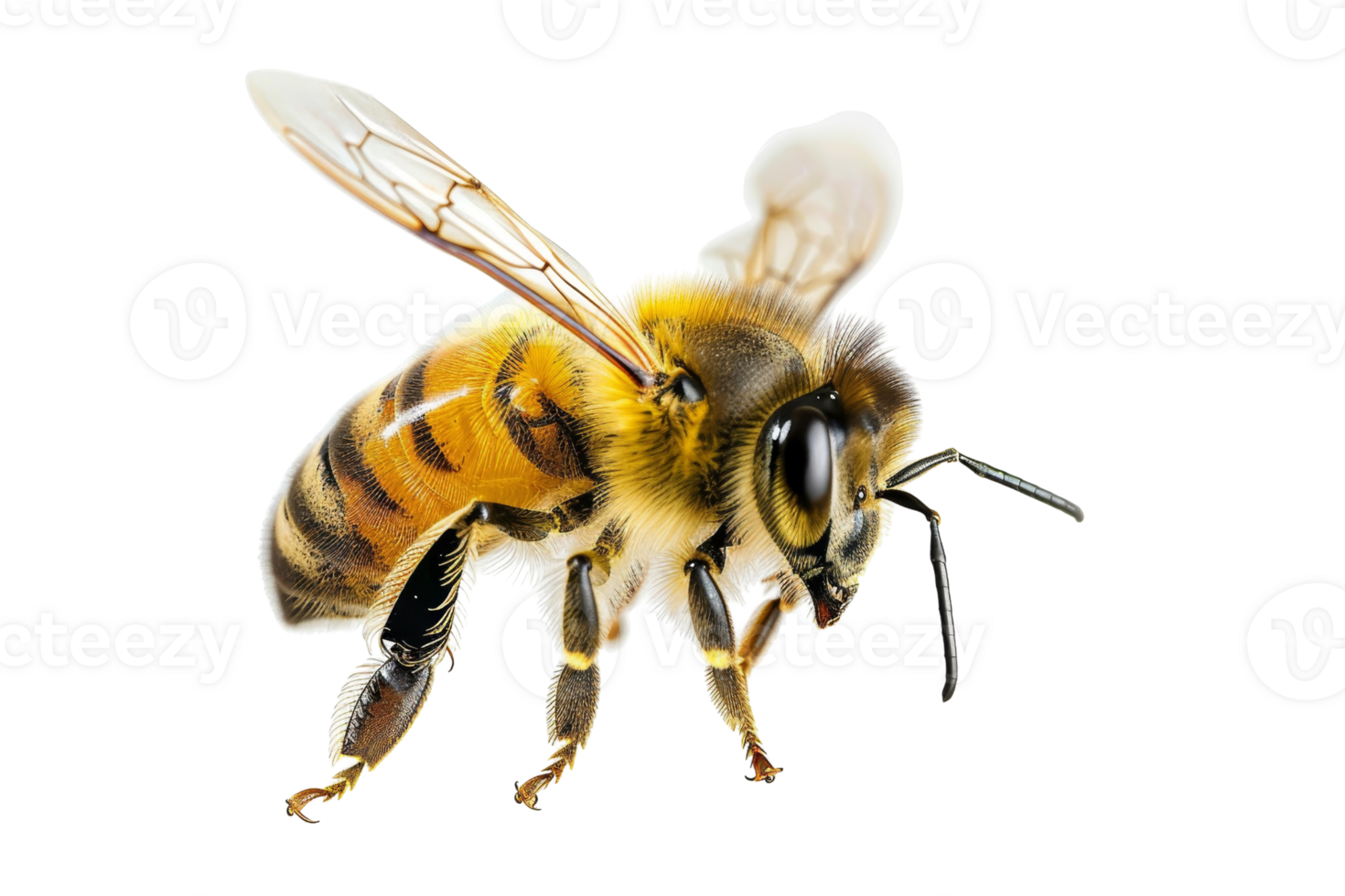 Close-up of a detailed bee with translucent wings and striped body isolated on a transparent background. png