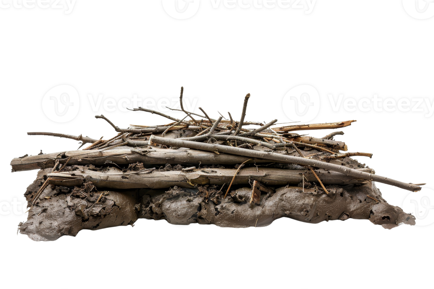 Close-up of a natural beaver dam constructed with branches and mud, showcasing wildlife engineering in a pond ecosystem. png