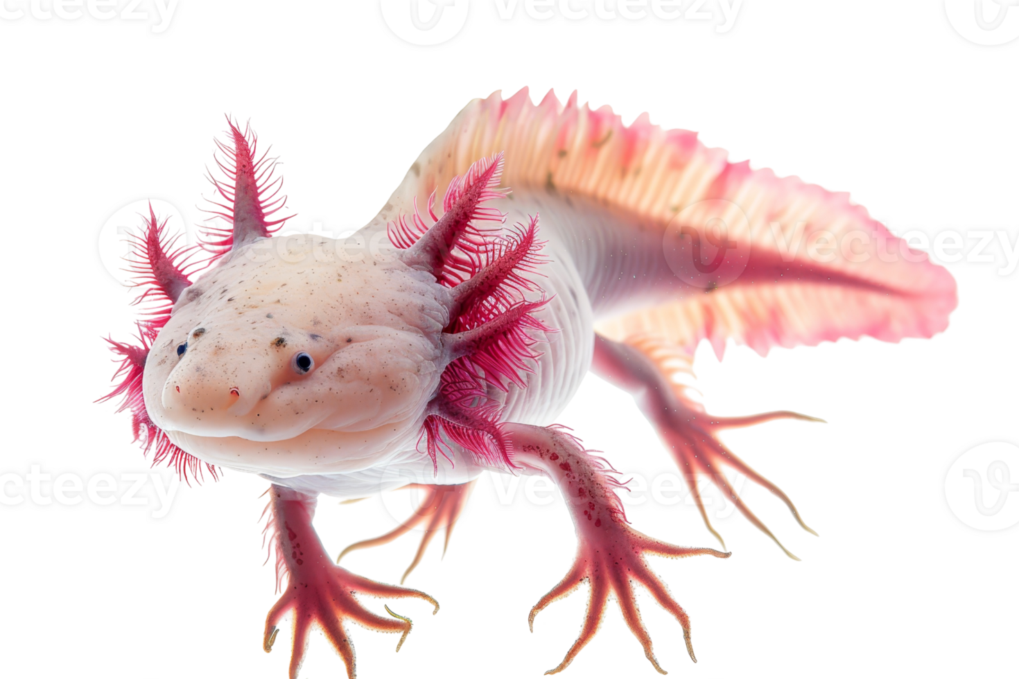Close-up of a pink axolotl with vibrant gills, showcasing its unique features and vivid colors on a transparent background. png