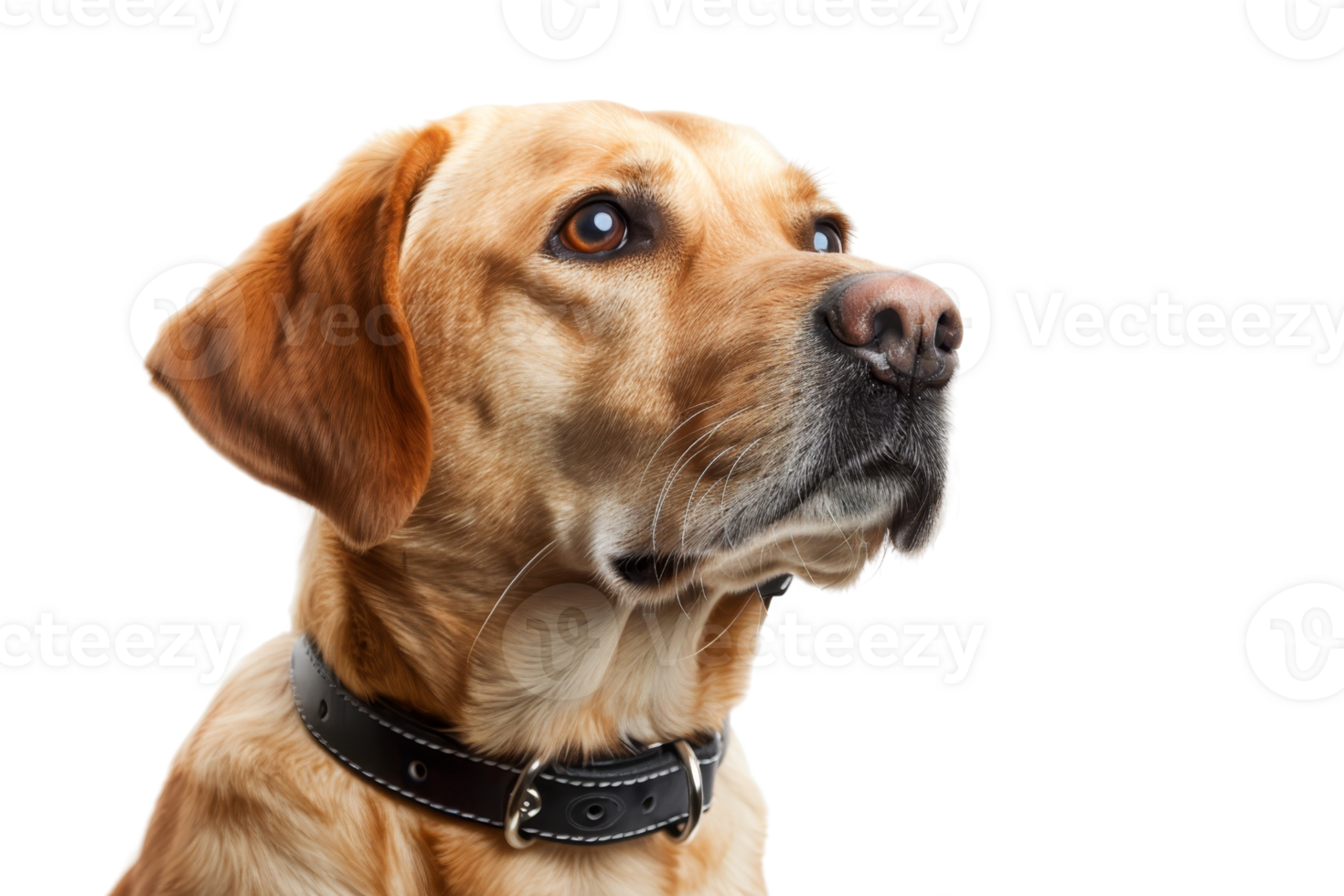 Close-up of a loyal golden retriever with a black collar, looking attentively off camera. Perfect for pet-related content and advertisements. png