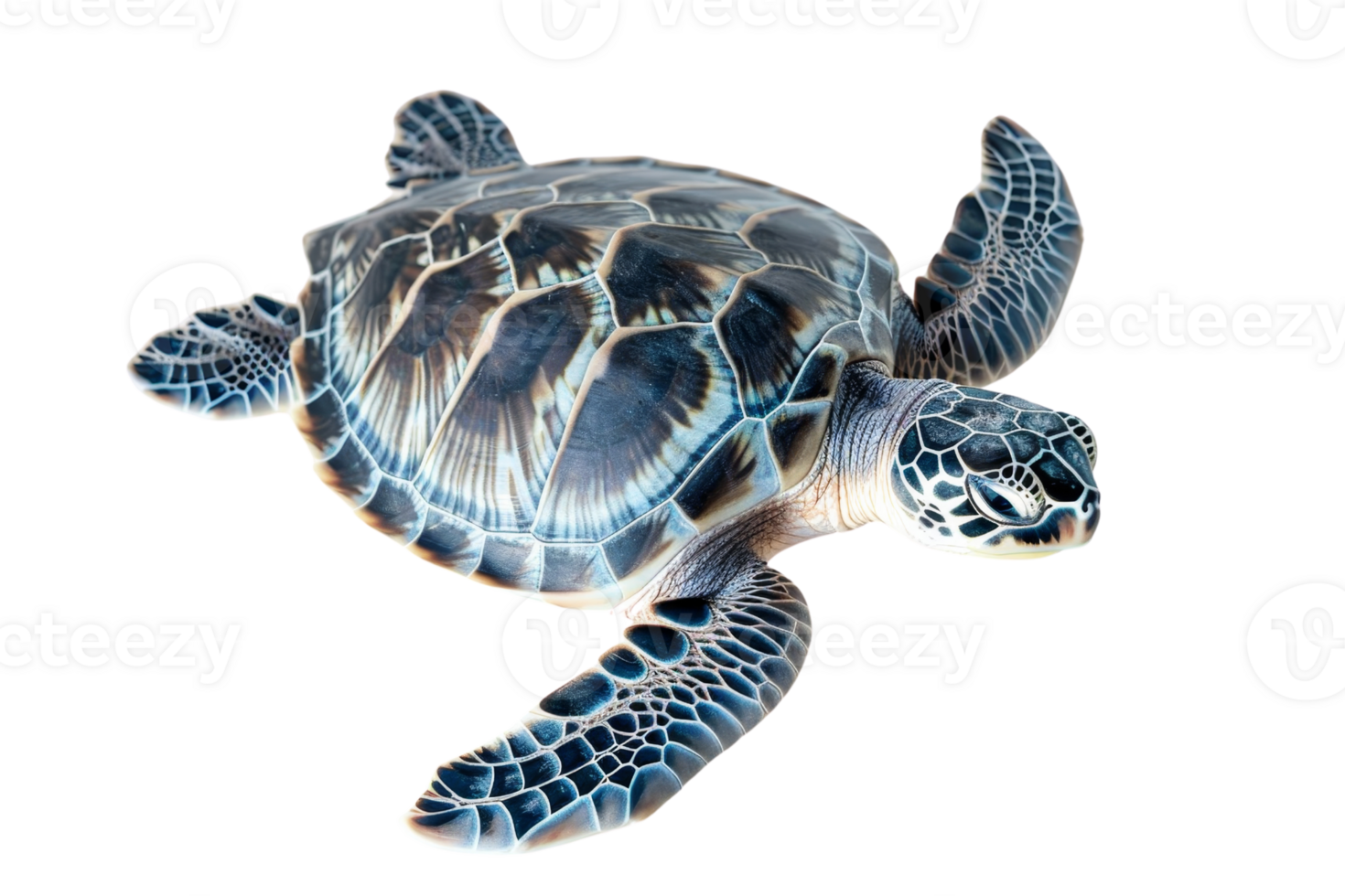 Close-up of a sea turtle swimming, showcasing its detailed shell and flippers. Perfect for marine life and wildlife photography needs. png