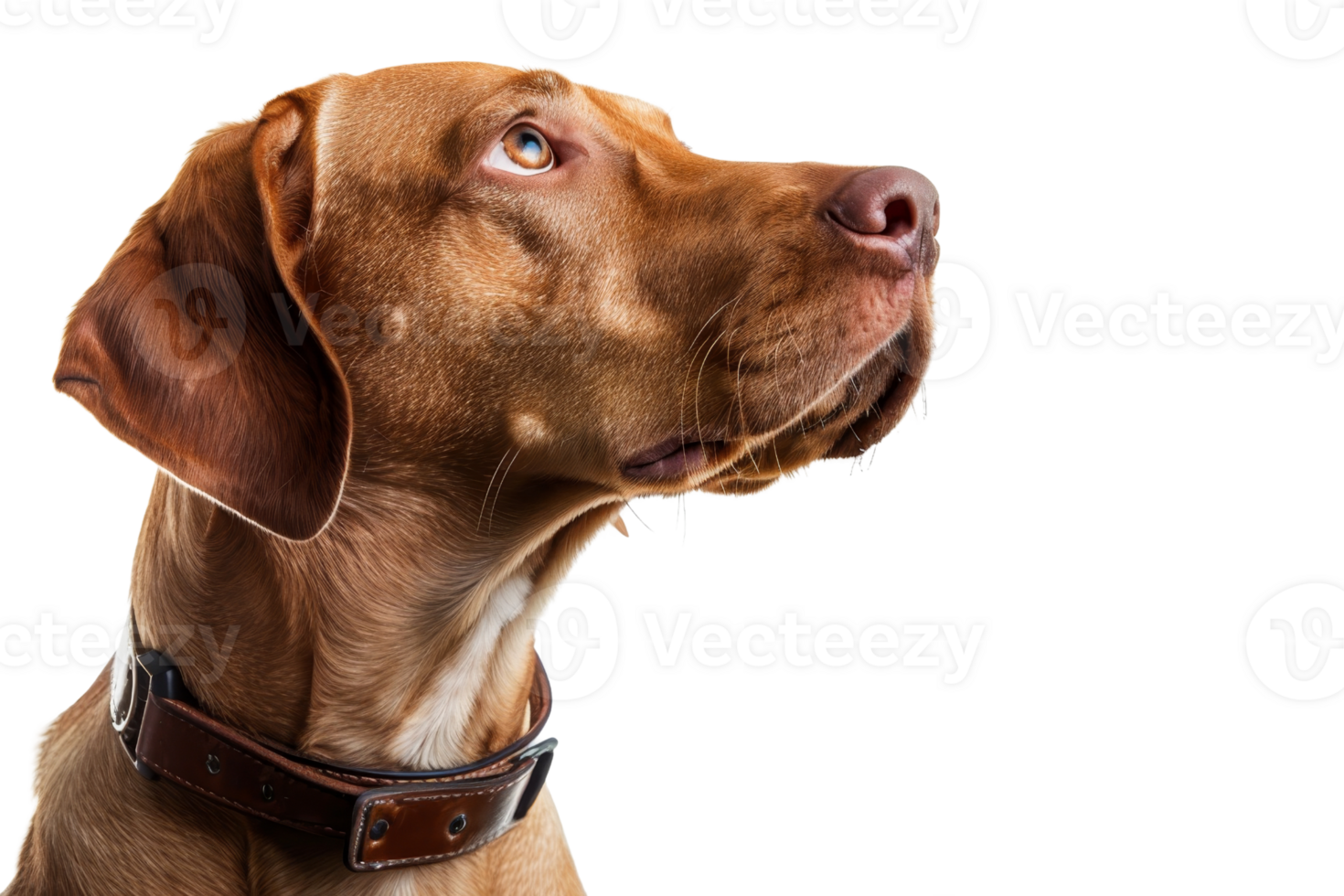 Close-up profile of a brown dog with a leather collar, looking up attentively, isolated on a transparent background. png