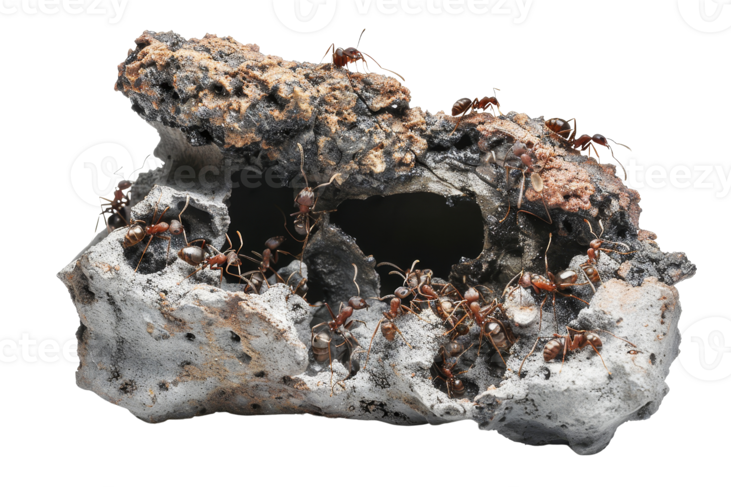 Close-up of ants creating a complex network of tunnels in a mound, showcasing intricate ant activities and natural behavior. png